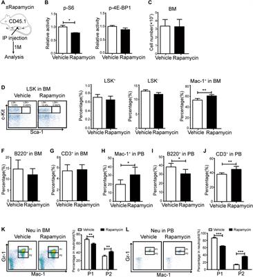 Rapamycin Promotes the Expansion of Myeloid Cells by Increasing G-CSF Expression in Mesenchymal Stem Cells